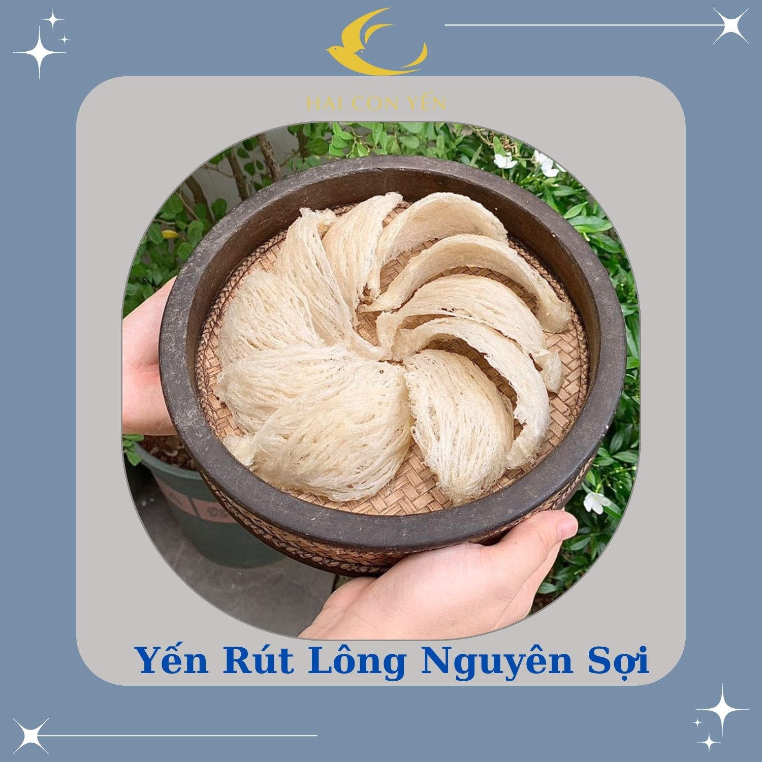 Yến rút lông nguyên tổ