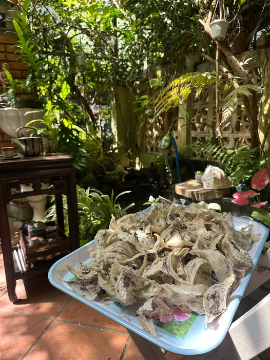Nặng Lòng Với Tiếng Chim Yến Giữa Trầm Mặc Xứ Huế